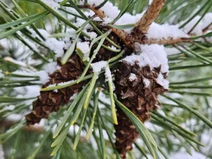 Более 30 тонн шишек собрали в Нижегородской области для восстановления лесов